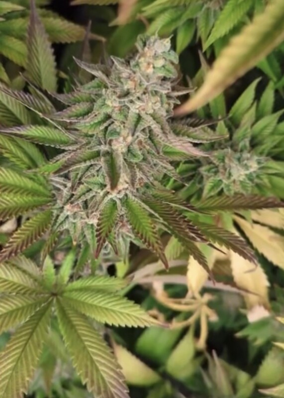 Sour Sword - 10 Feminized Seeds - Aloha Island Genetics
