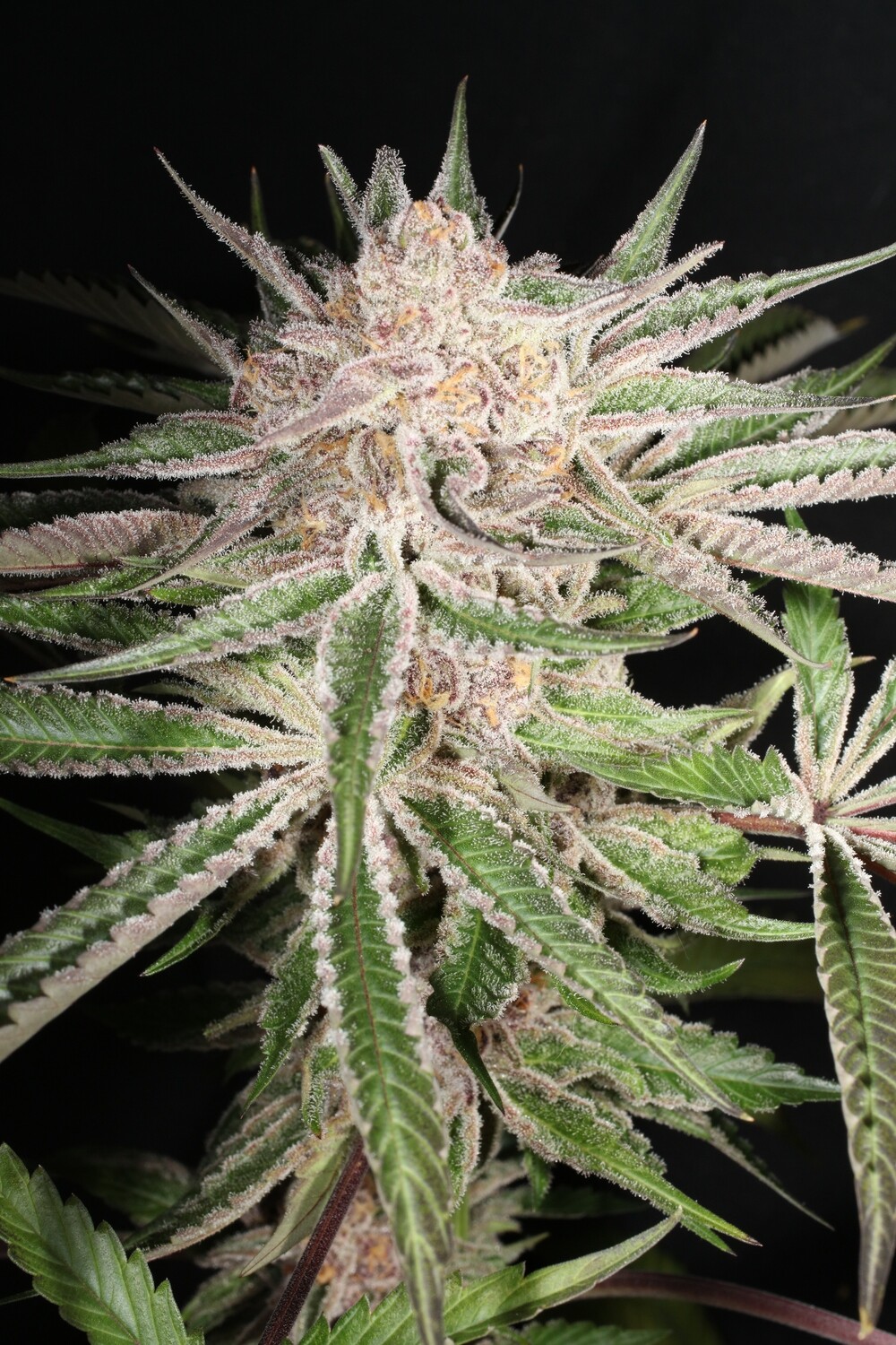 Platinum Pupil Punch - 7 Feminized Seeds - Mass Medical Strains