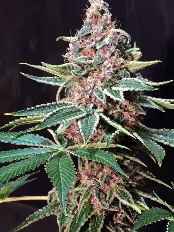 God&#39;s Prime Glue - 12 Regular Seeds - Jordan of the Islands