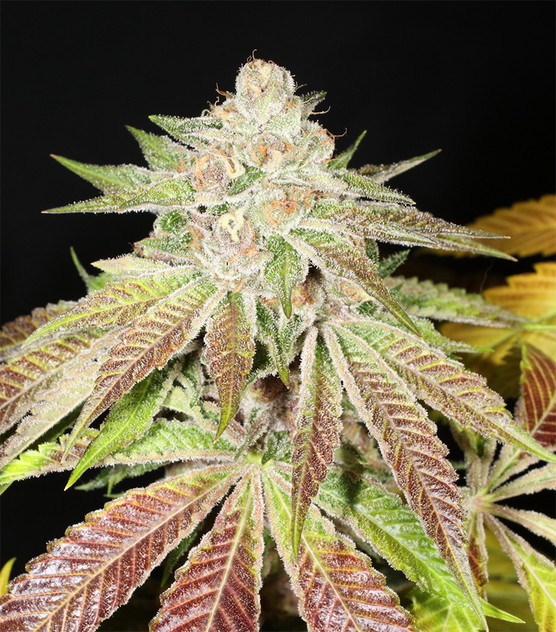 Pupil Kush - 7 Feminized Seeds - Mass Medical Strains
