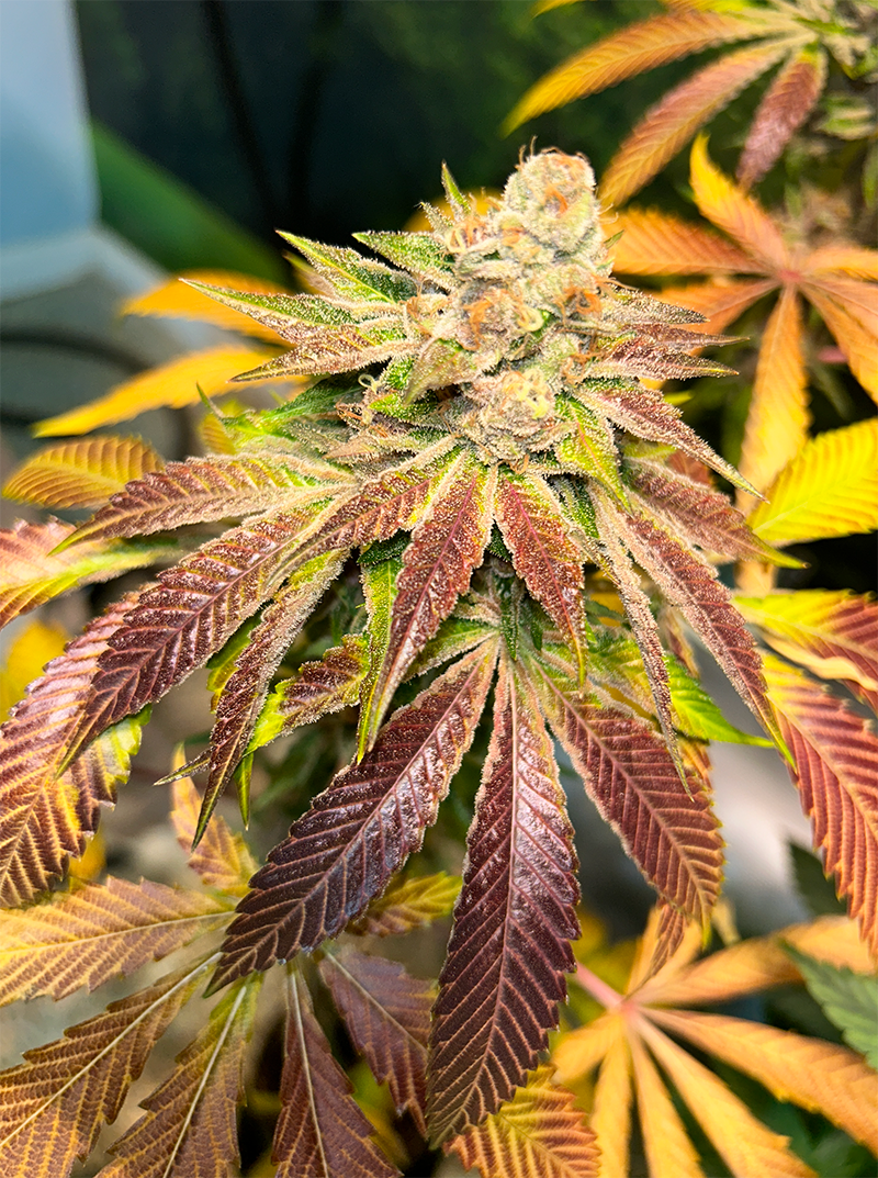 Pupil Kush - 7 Feminized Seeds - Mass Medical Strains