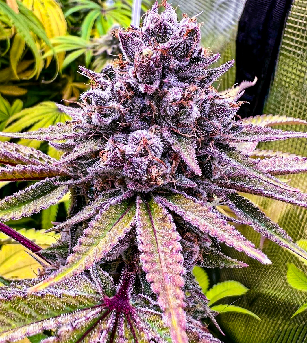 Blueberry F4 - 12 Regular Seeds - Joint Custody