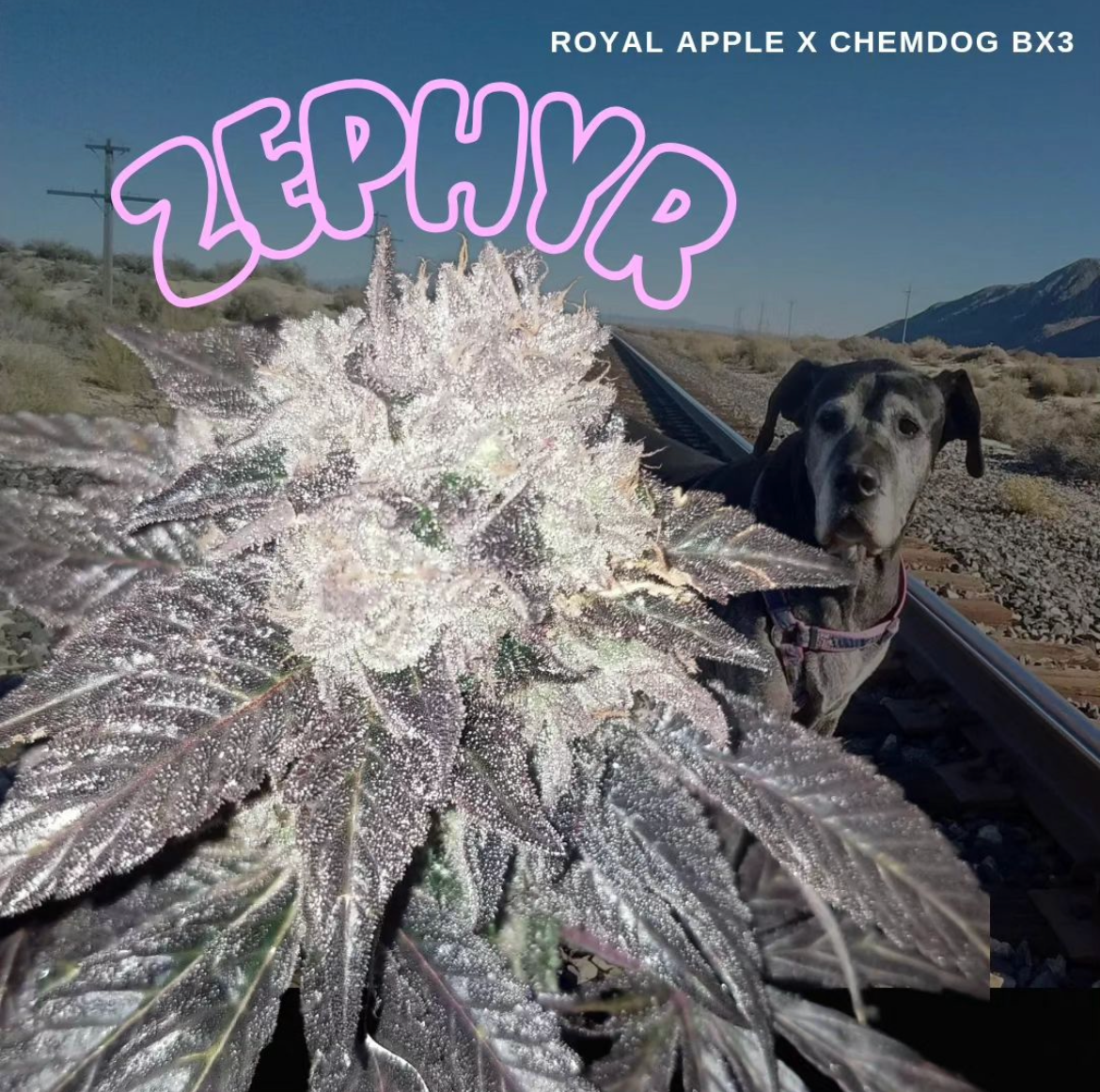 Zephyr - 13 Regular Seeds - Lucky Dog Seed Co