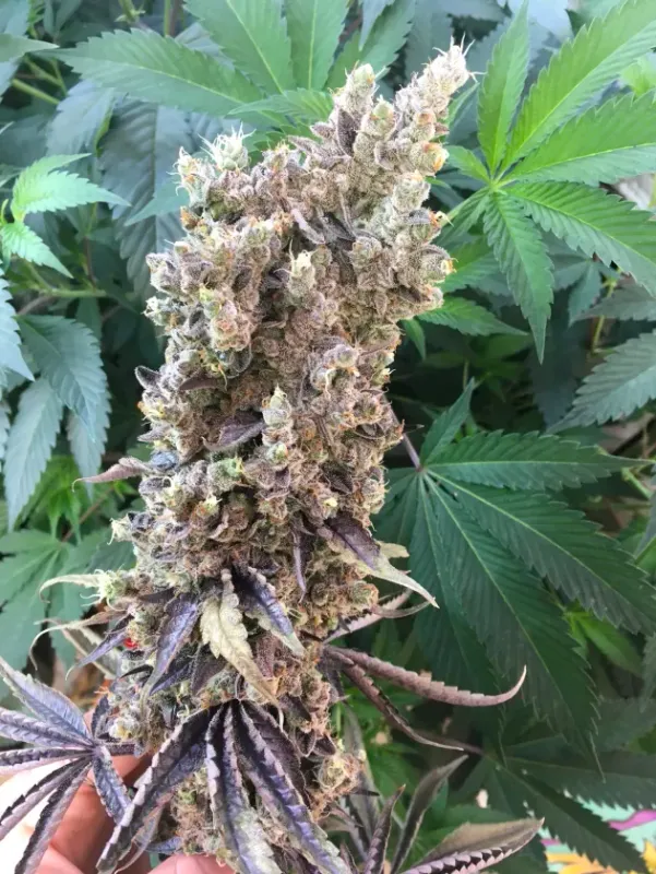 Old Yogo - 13 Regular Seeds - Lucky Dog Seed Co