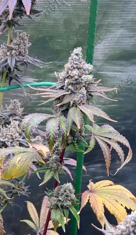 Grand Master Chem - 13 Regular Seeds - Lucky Dog Seed Co
