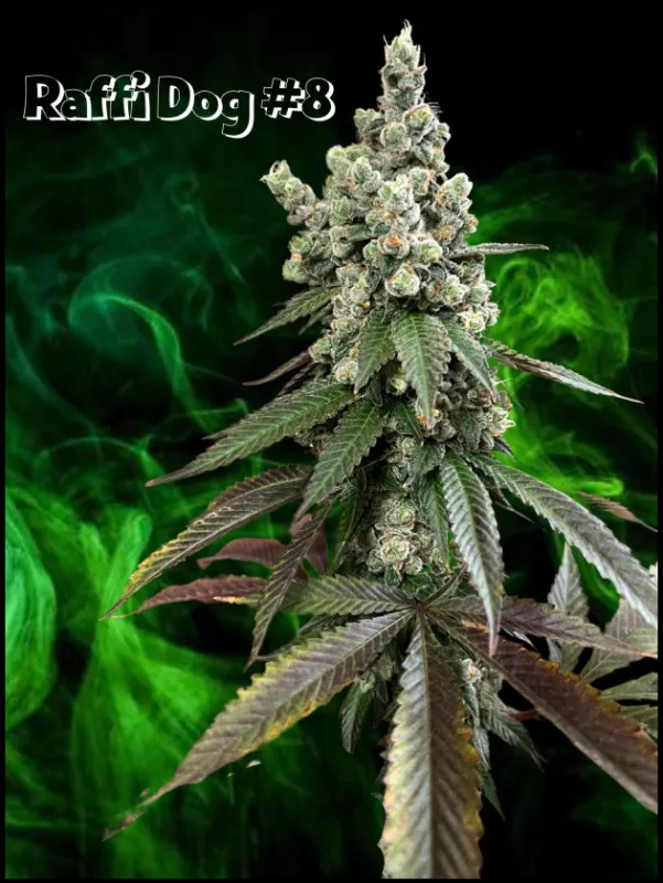 Raffi Dog - 13 Regular Seeds - Lucky Dog Seed Co