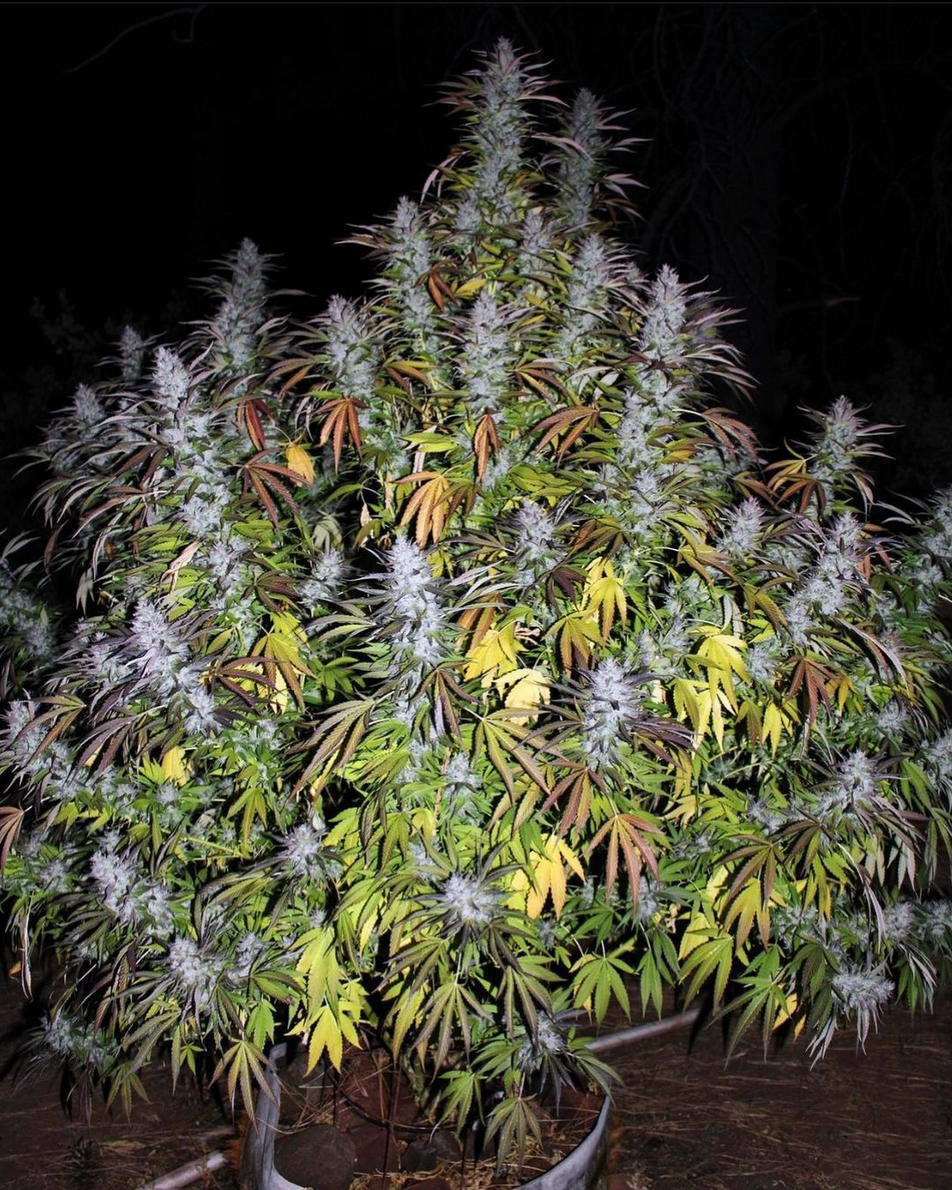 Living Dead Girl - 7 Feminized Seeds - CSI: Humboldt