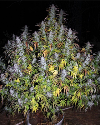 Living Dead Girl - 7 Feminized Seeds - CSI: Humboldt