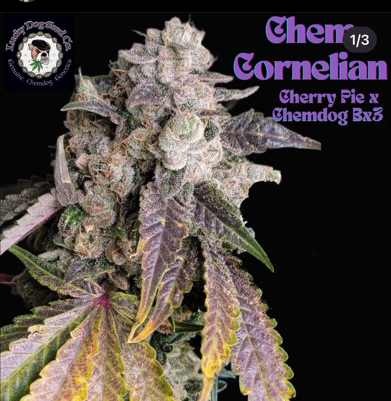 Chem Cornelian - 13 Regular Seeds - Lucky Dog Seed Co