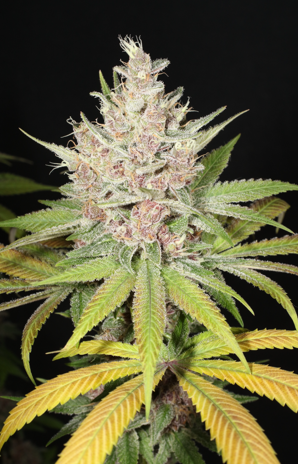 Blue Pupil - 13 Regular Seeds - Mass Medical Strains