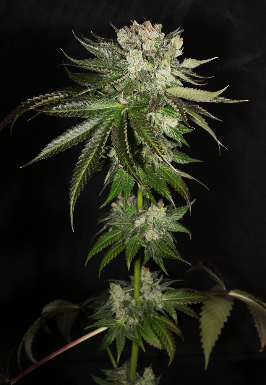 Bubba Prayer - 7 Feminized Seeds - Mass Medical Strains