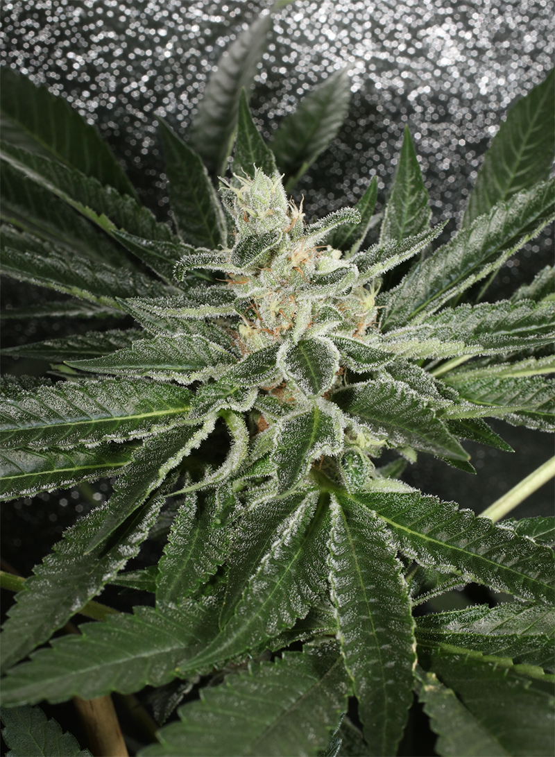 LA Pure Pupil - 7 Feminized Seeds - Mass Medical Strains