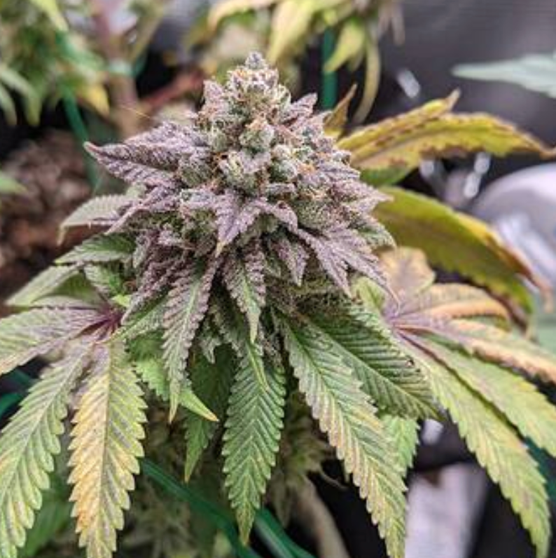 Savage Bubba - 7 Feminized Seeds - CSI: Humboldt