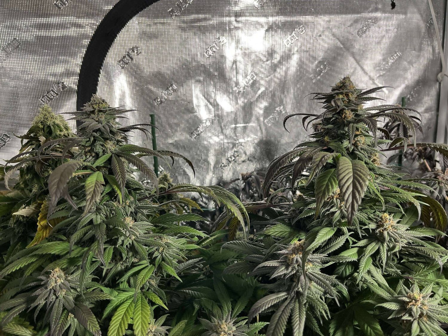 Purple Afghani x Purple Urkle - 7 Feminized Seeds - CSI: Humboldt