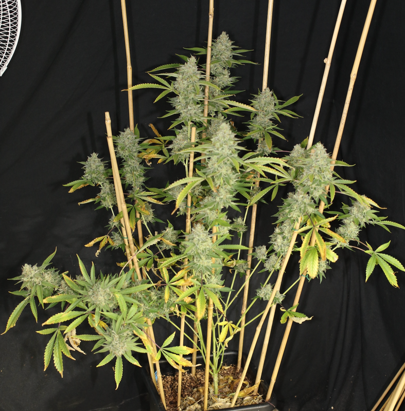 Cyanide - 7 Feminized Seeds - Mass Medical Strains