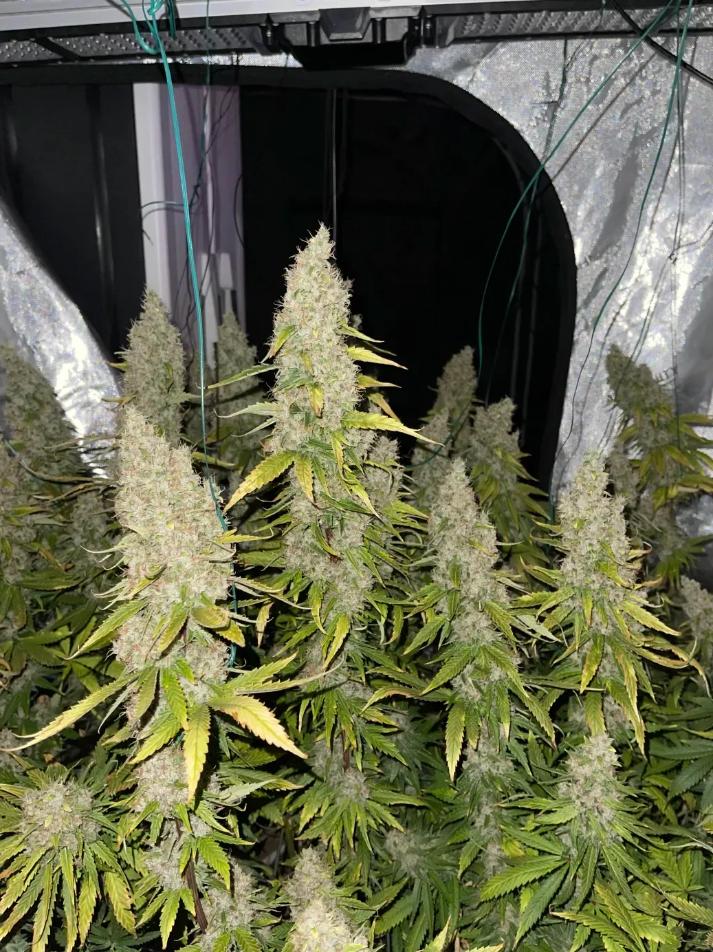 Doggiestyle V2 - 7 Feminized Seeds - Mass Medical Strains