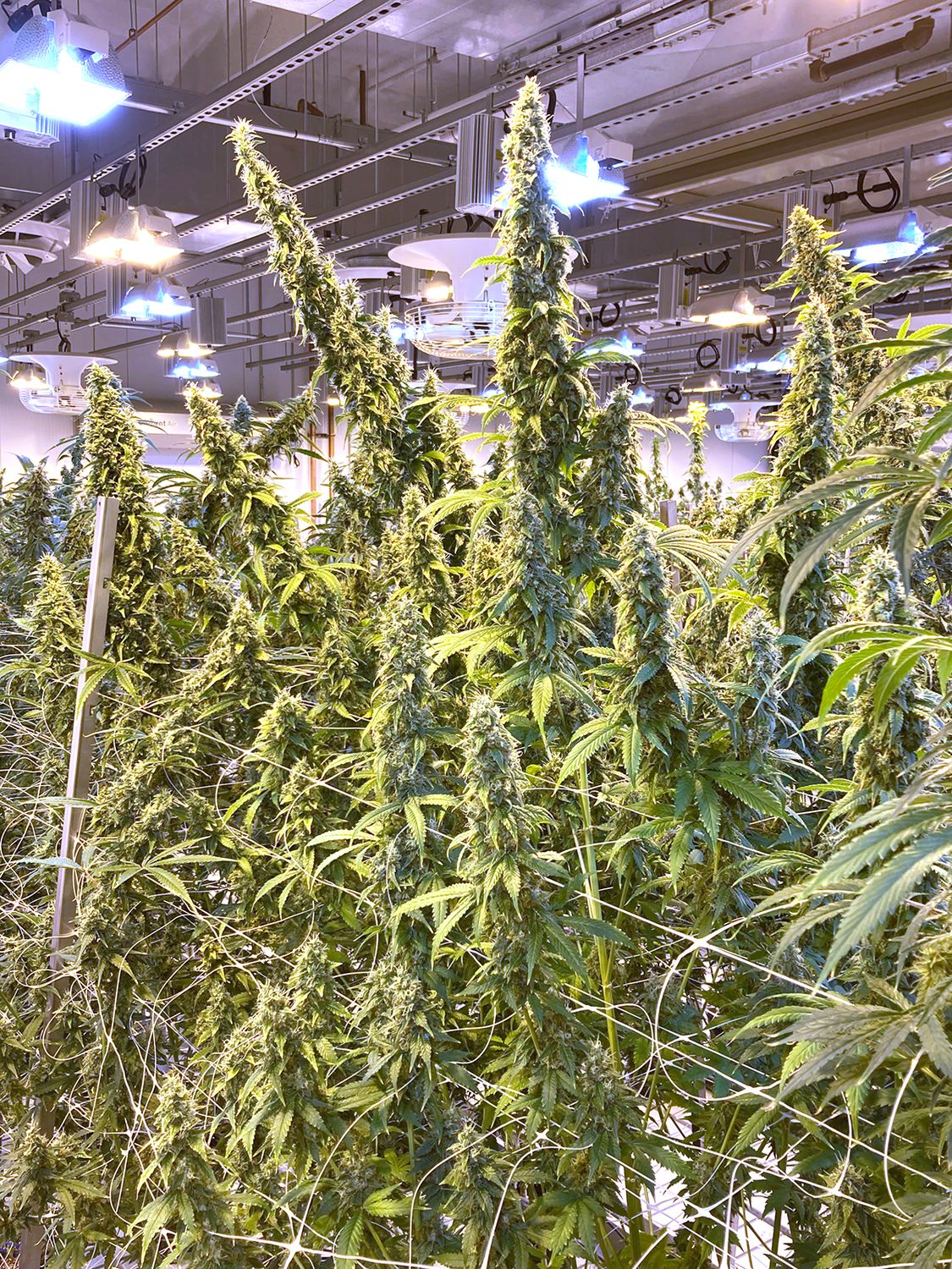 Gas Pak - 7 Feminized Seeds - Mass Medical Strains