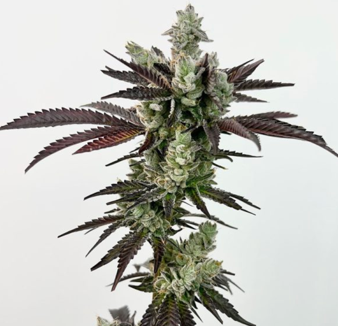 Next Level 5 Fem Seeds *Open Pack* Exotic Genetix *Vault Item*