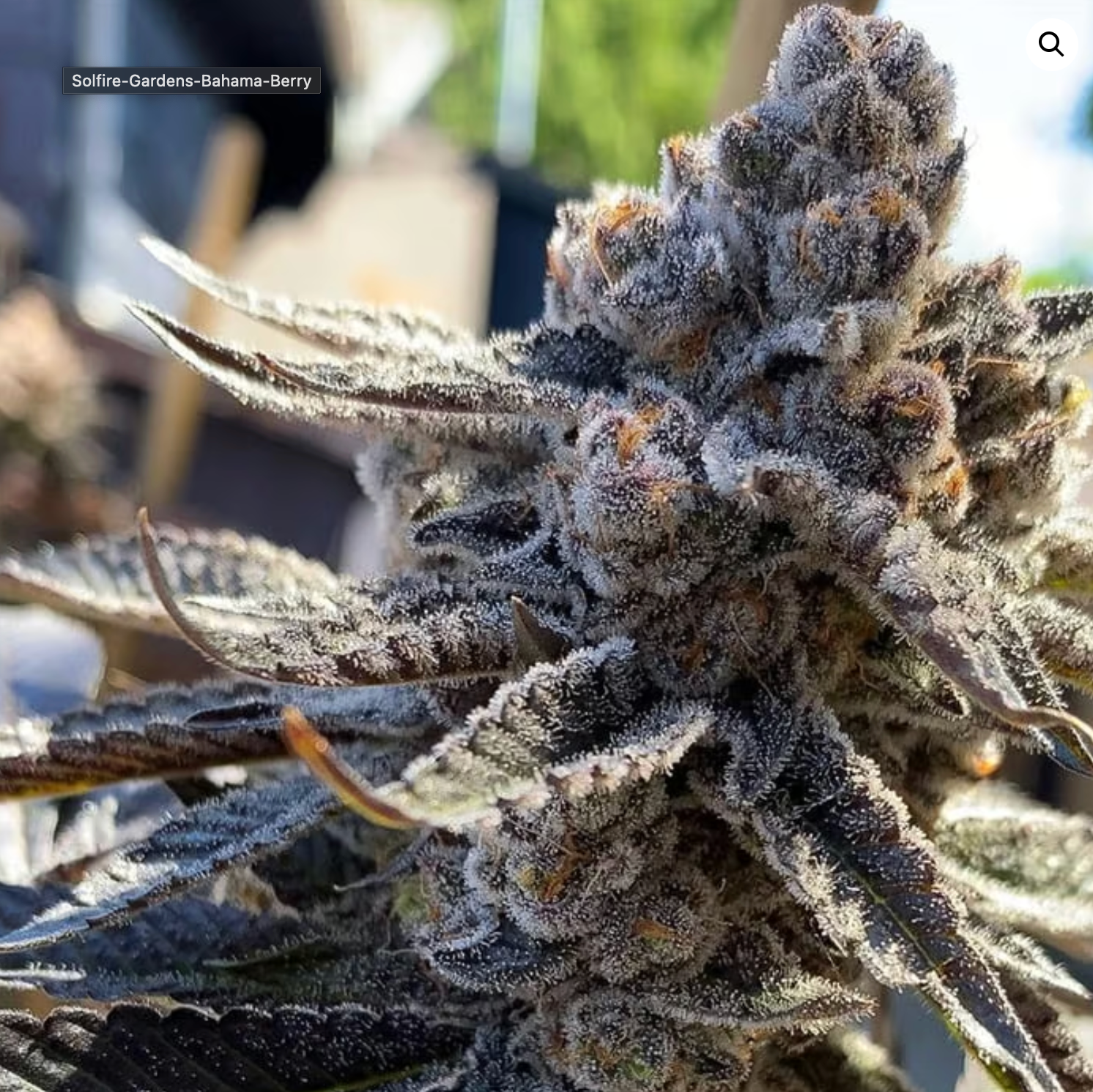 Bahama Berry Fem Solfire Genetics *OPEN PACK* 5 Seeds *Vault Item*