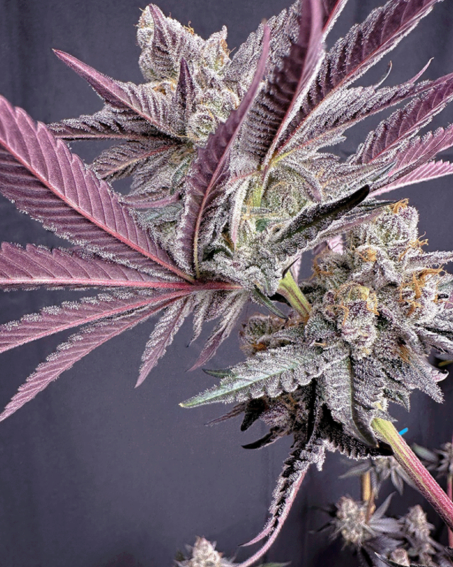 Rainbow Rush Fem Solfire Genetics 6 Seeds *Vault Item*