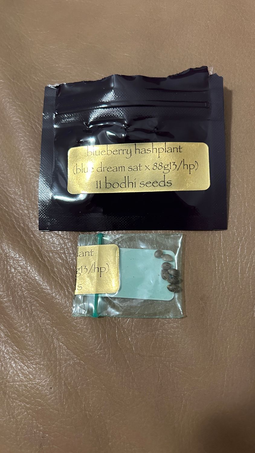 Blueberry Hashplant Bodhi Seeds *Open Pack* 7x Regular Seed *Vault Item*