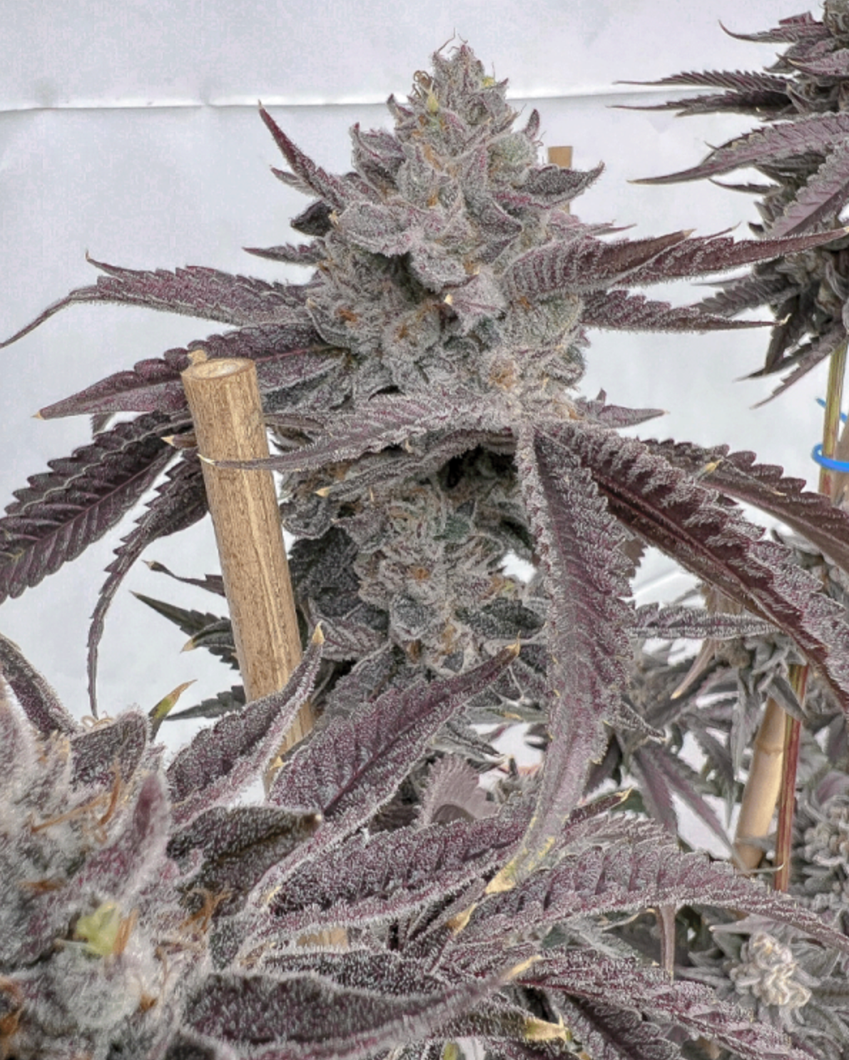 Poppin Bottles Fem Solfire Genetics 6 Seeds *Vault Item*