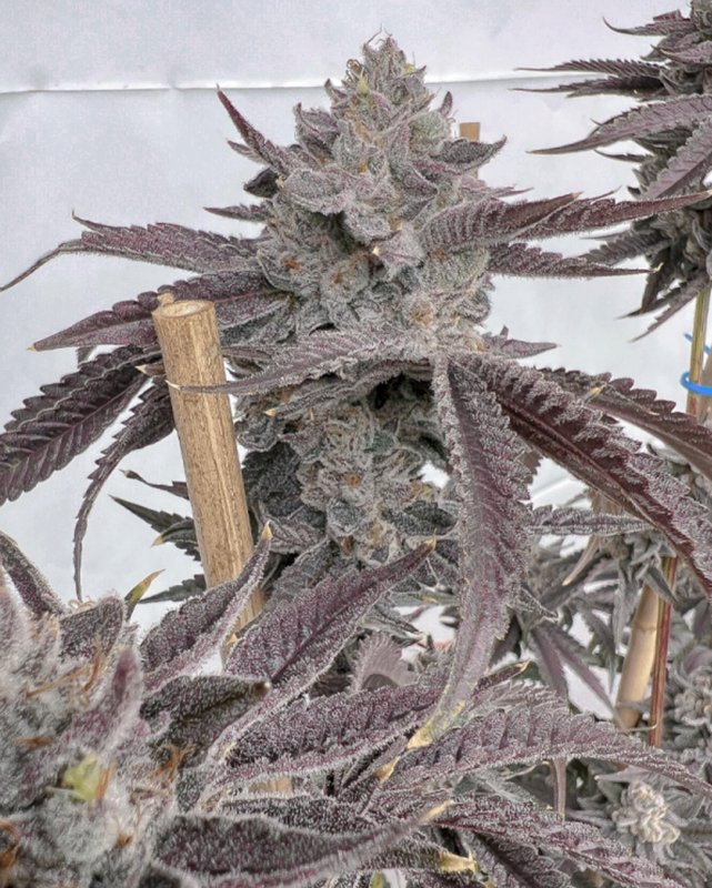 Poppin Bottles Fem Solfire Genetics 6 Seeds *Vault Item*