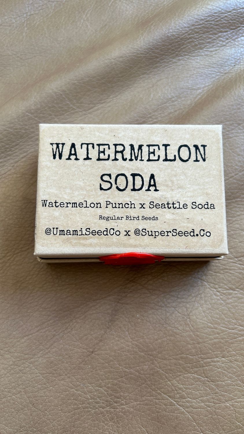 Watermelon Soda - Umami Seeds - Regular Seeds *Vault Item*