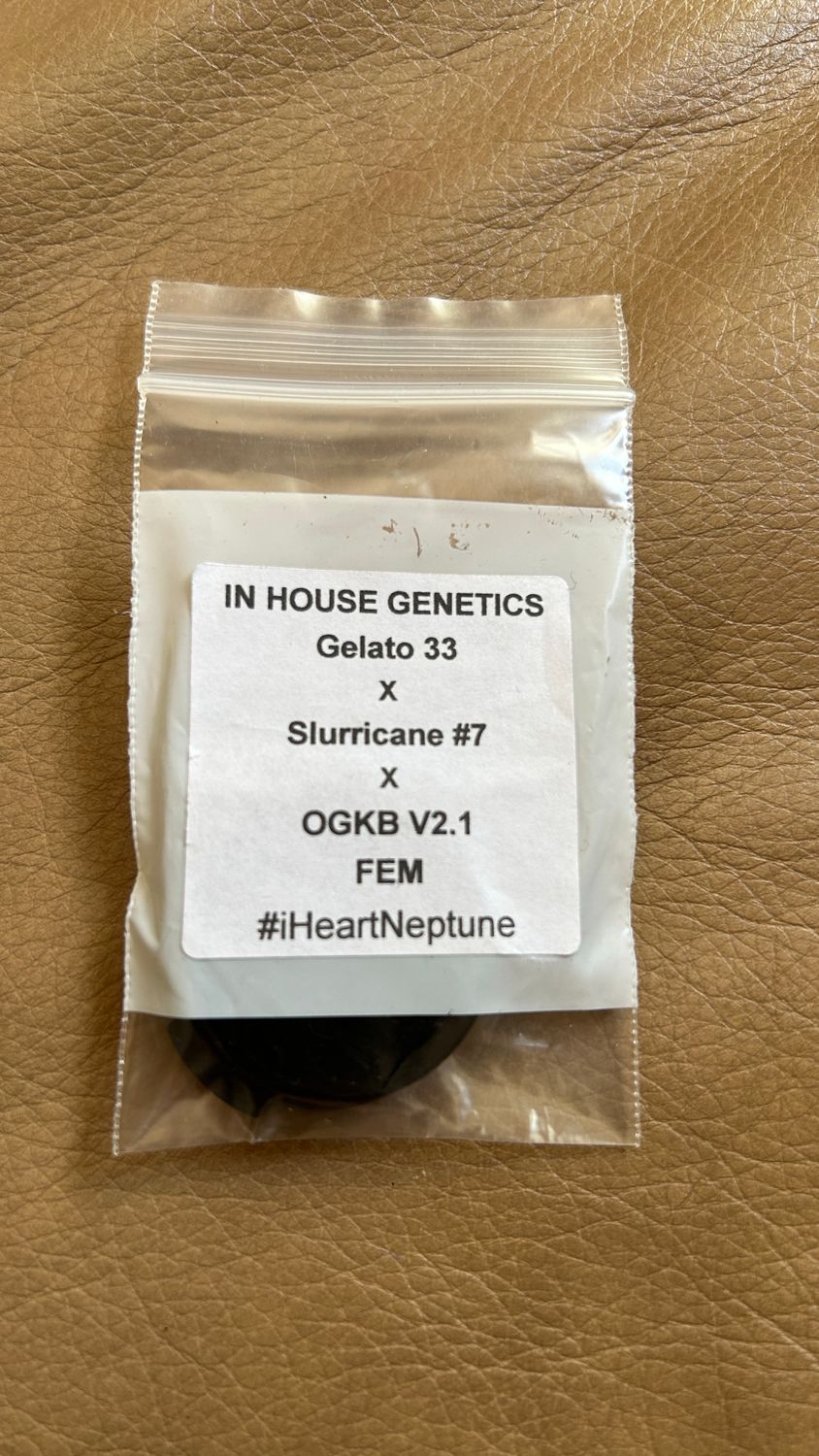 Gelato 33 x Slurricane 7 x OGKB V2.1 Fem Inhouse Seeds - *Vault Item*