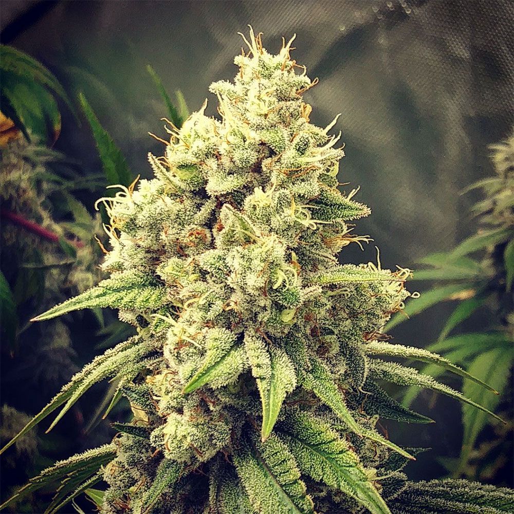 GG Wedding Mints - GG Strains 12 Regular Seeds - *Vault Item*