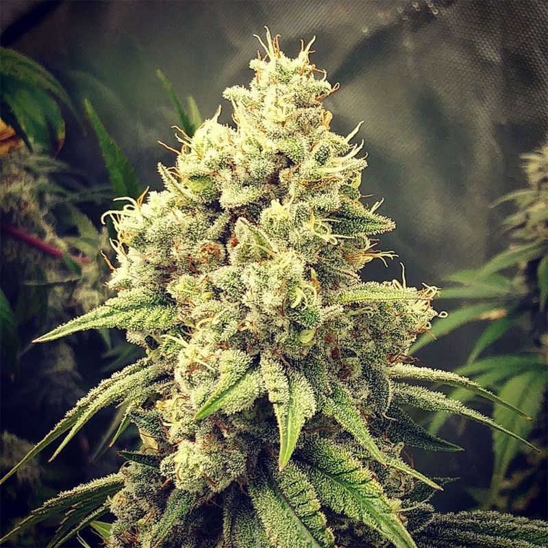 GG Wedding Mints - GG Strains 12 Regular Seeds - *Vault Item*