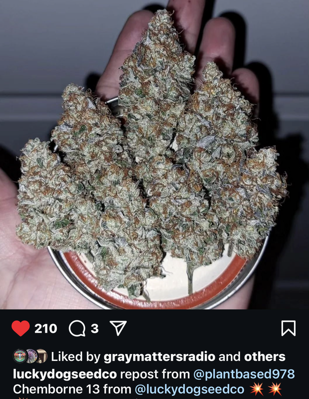 Chemborne 13 - 13 Regular Seeds - Lucky Dog Seed Co