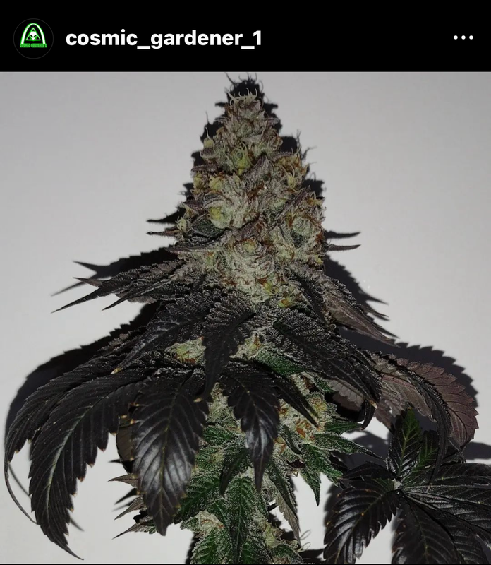 GMO x Obama Kush - 8 Fem Seeds - Founding Father&#39;s Genetics - *Personal Vault Item*