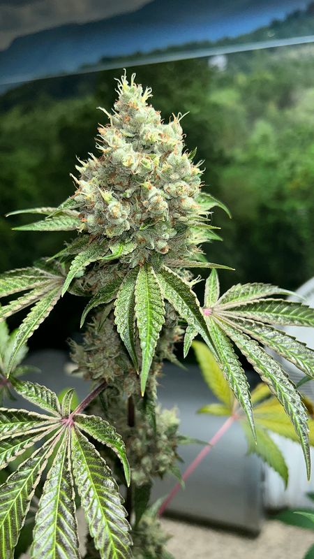 Triangle Kush Bx2 - 13 Regular Seeds - Mass Medical Strains (Plus MMS Freebie Pack)