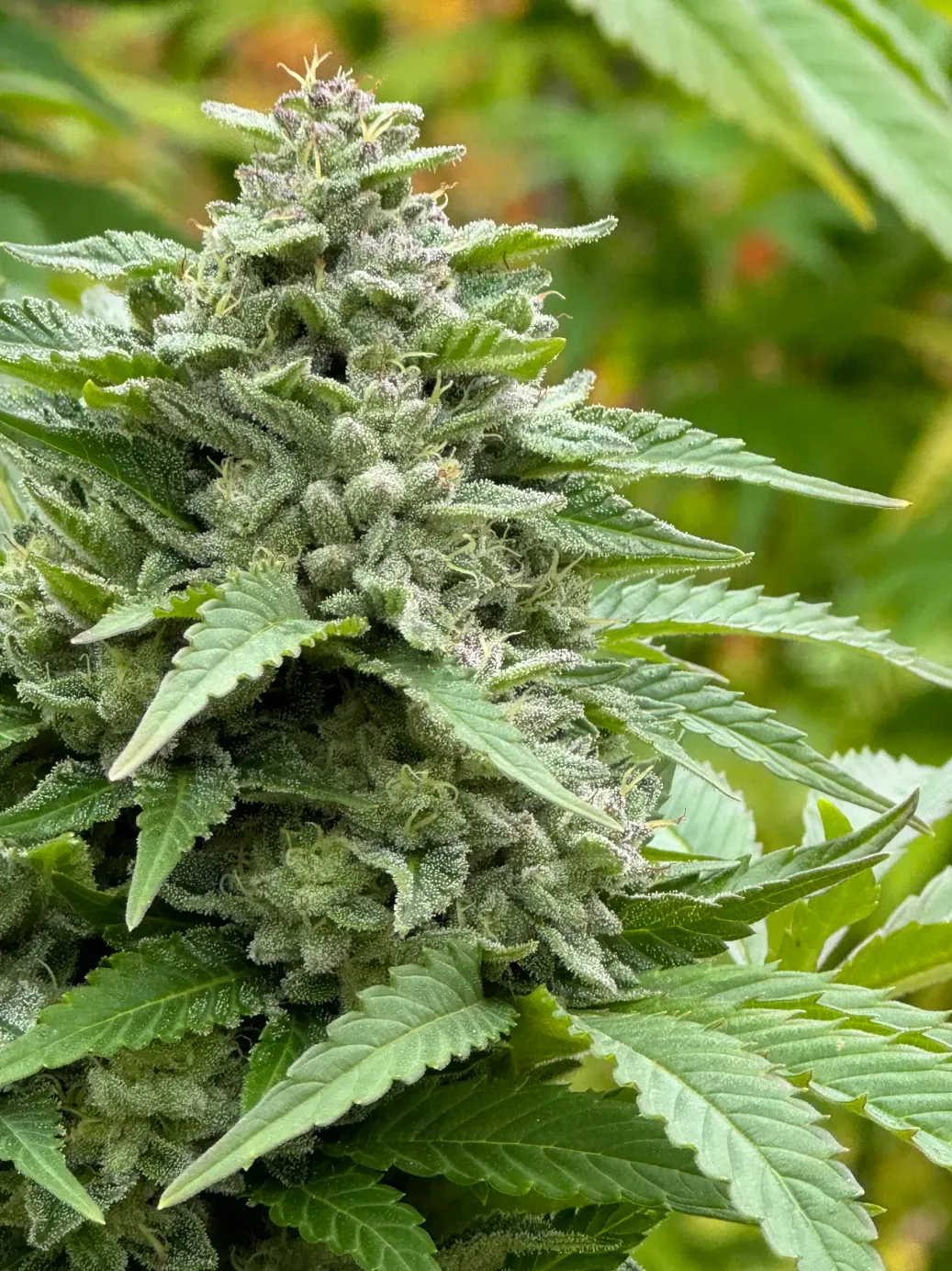 ChemDMT S3 - 7 Feminized Seeds - Mass Medical Strains