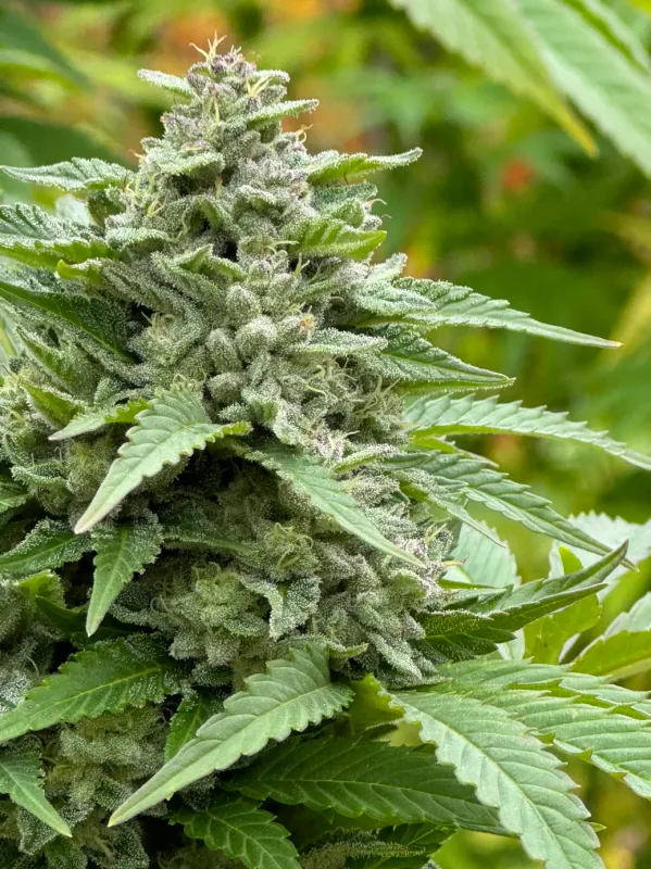 ChemDMT S3 - 7 Feminized Seeds - Mass Medical Strains