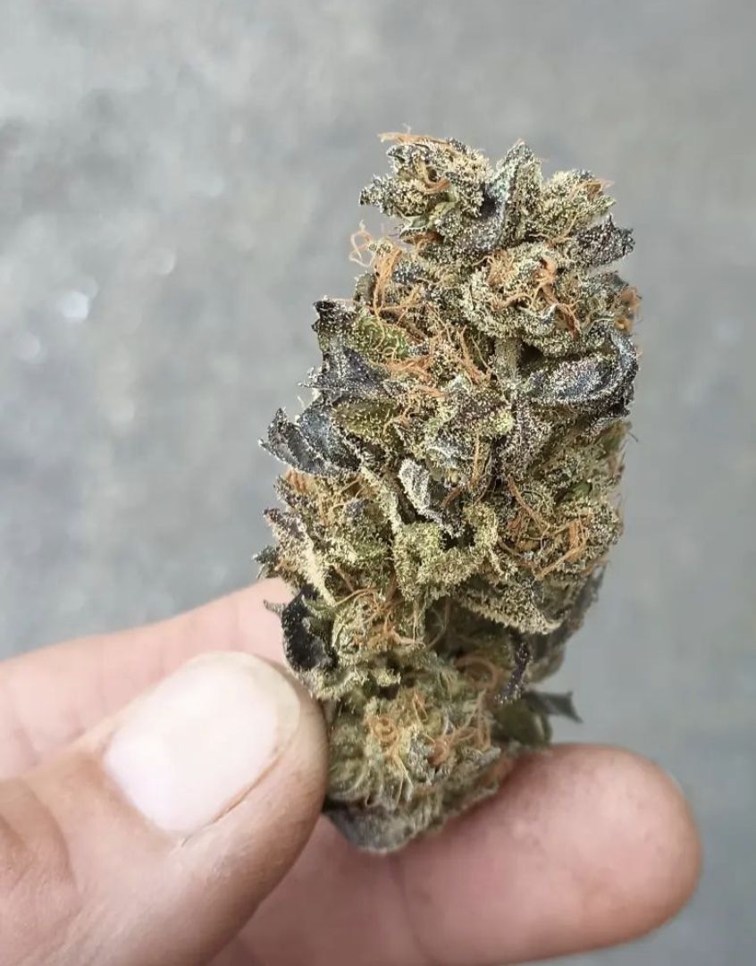 Blue Irene - Irene OG x Blue Lotus - 13 Regular Seeds - Mass Medical Strains (Plus MMS freebie!)