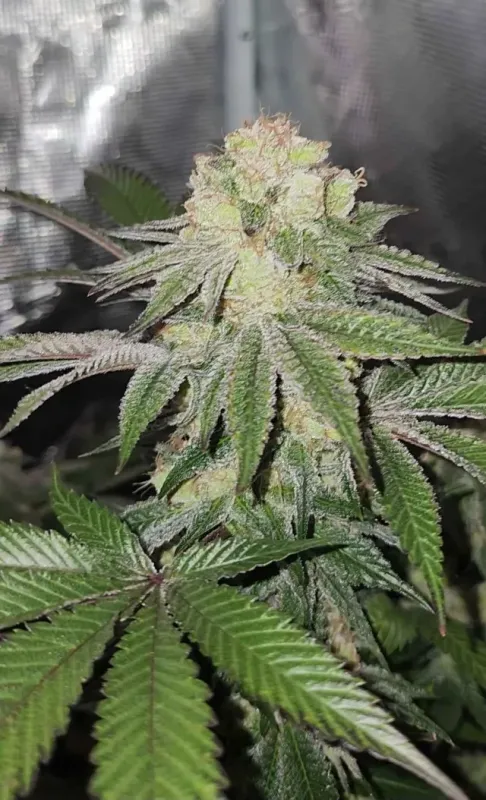 Prayer Glue F2 Fem - 7 Feminized Seeds - Mass Medical Strains