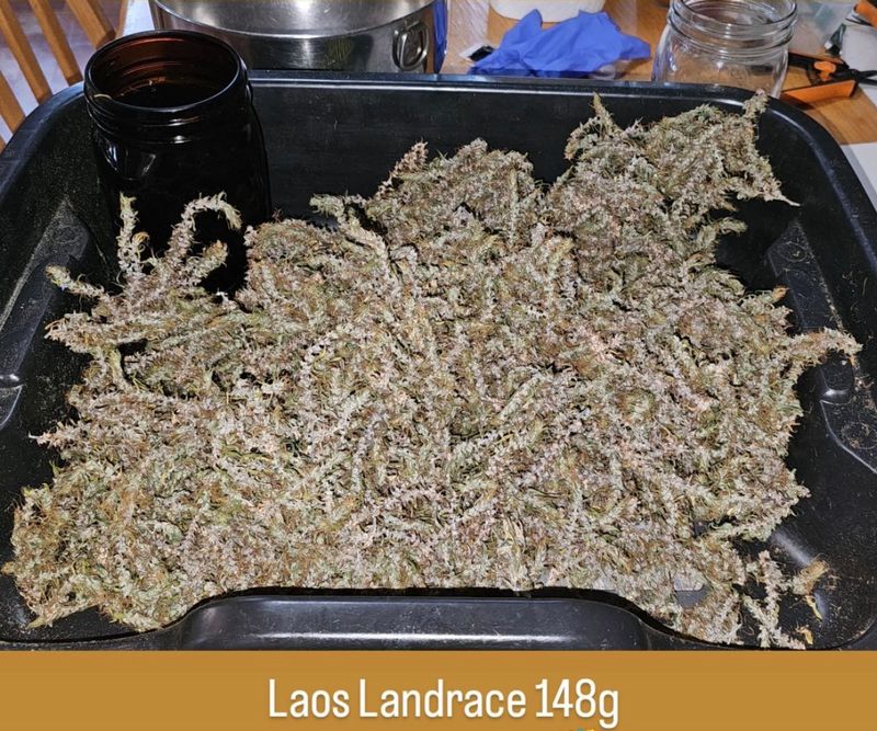 Laos Landrace - 13 Regular Seeds - Mass Medical Strains