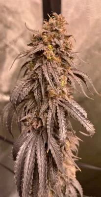 Old Smuggler - 7 Feminized Seeds - Mass Medical Strains