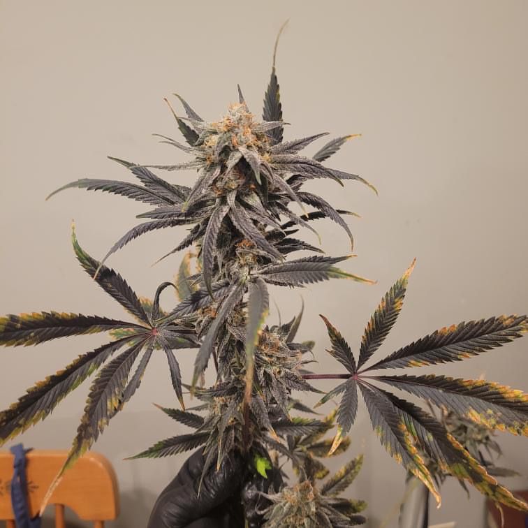 Mac Pupil - 12 Regular Seeds - Jordan of the Islands