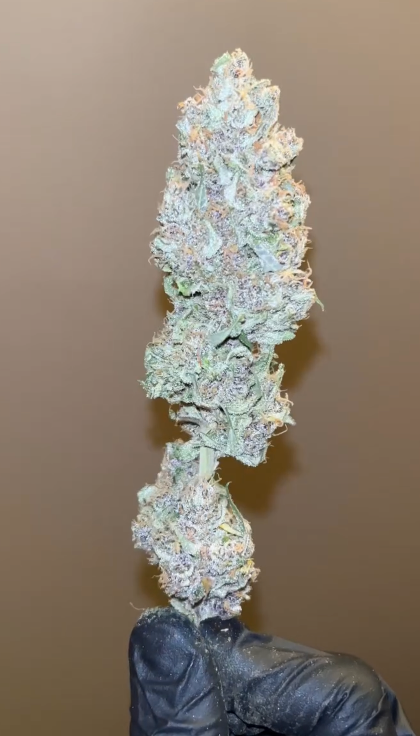 Chupil - 7 Feminized Seeds - Mass Medical Seeds