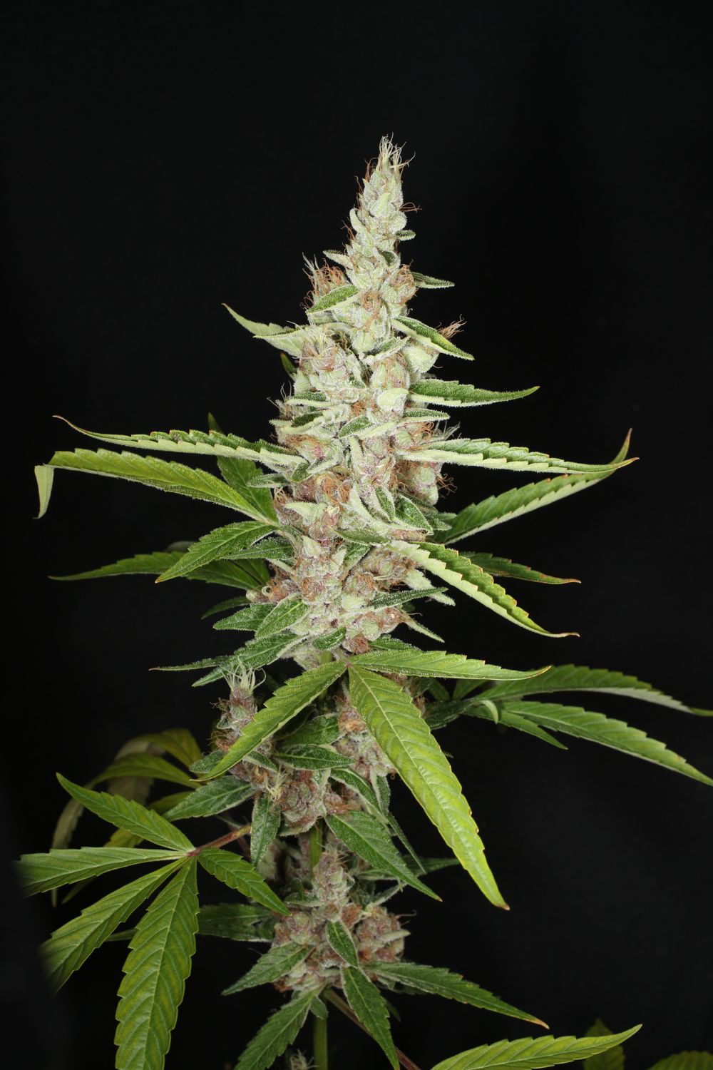 Ketchup Haze - 7 Feminized Seeds - Mass Medical Strains