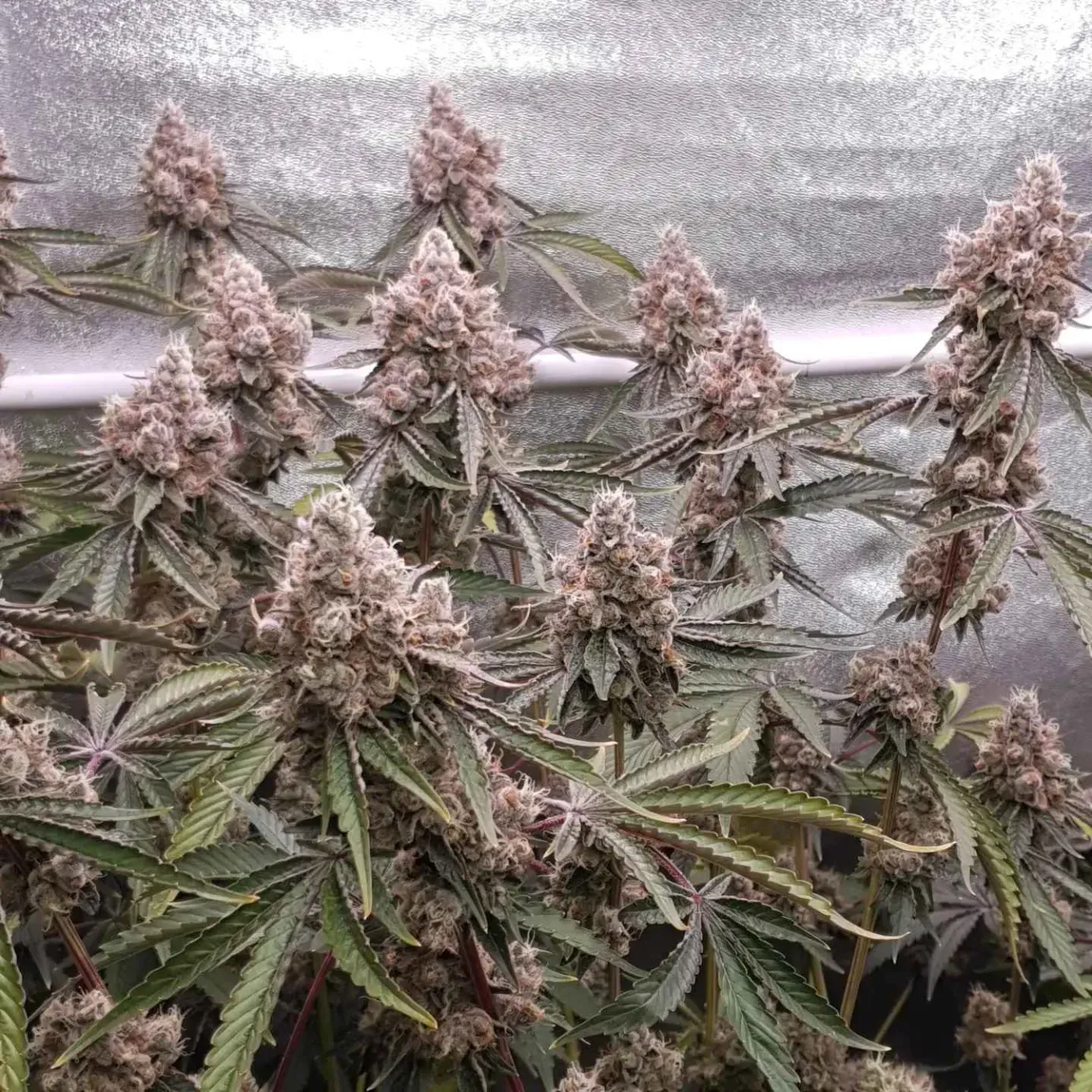 Trop Dog - 13 Regular Seeds - Lucky Dog Seed Co