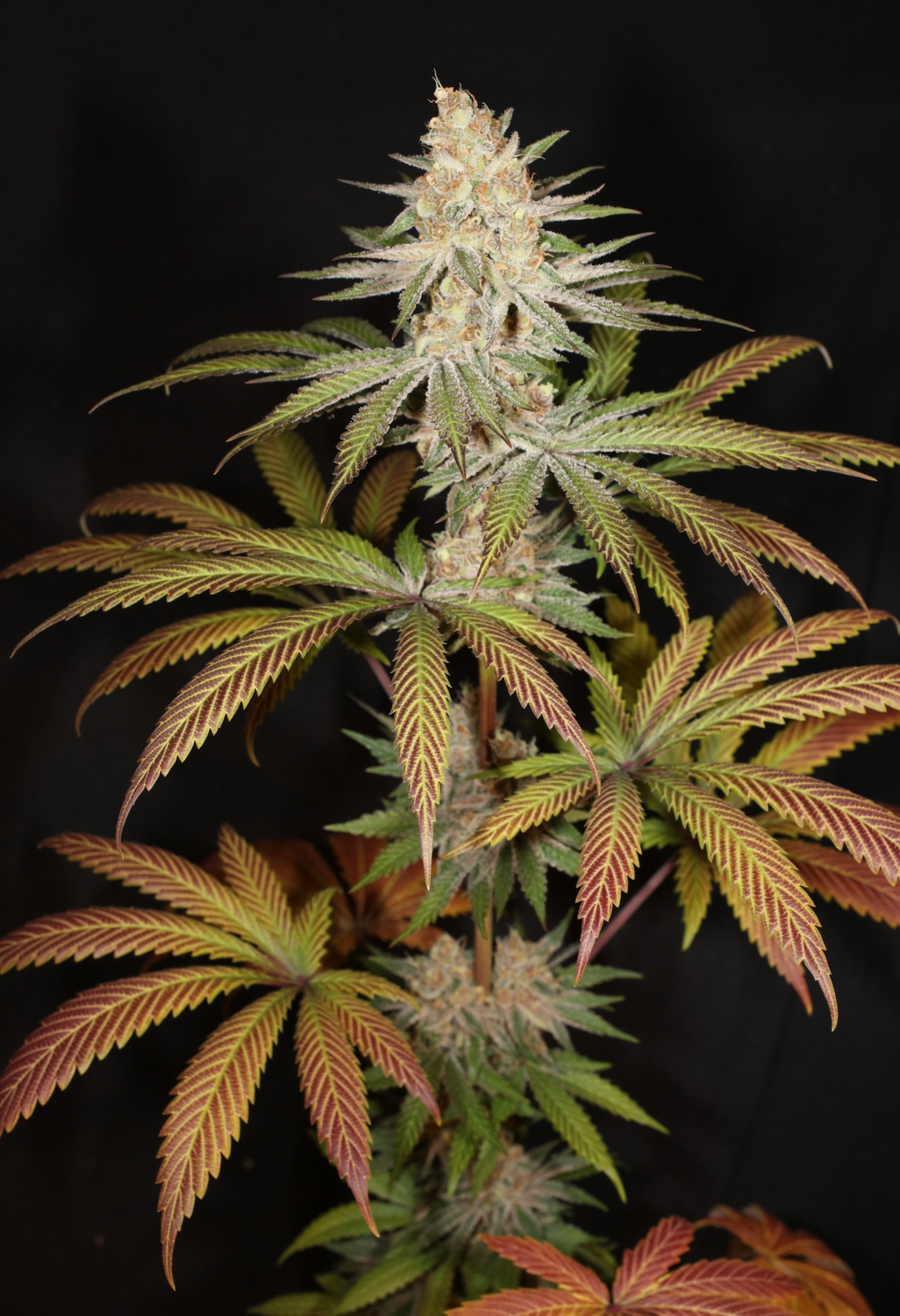Super Super - 7 Feminized Seeds - Mass Medical Strains