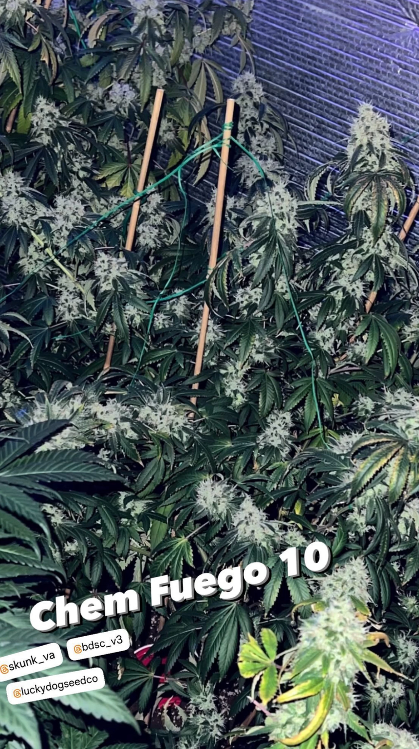 Chem Fuego - 13 Regular Seeds - Lucky Dog Seed Co