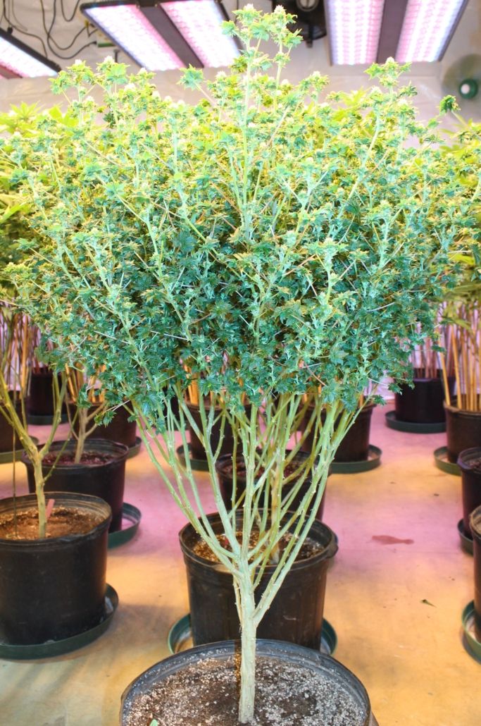 Australian Bastard Cannabis (ABC) - 12 Regular Seeds - Annunaki Genetics