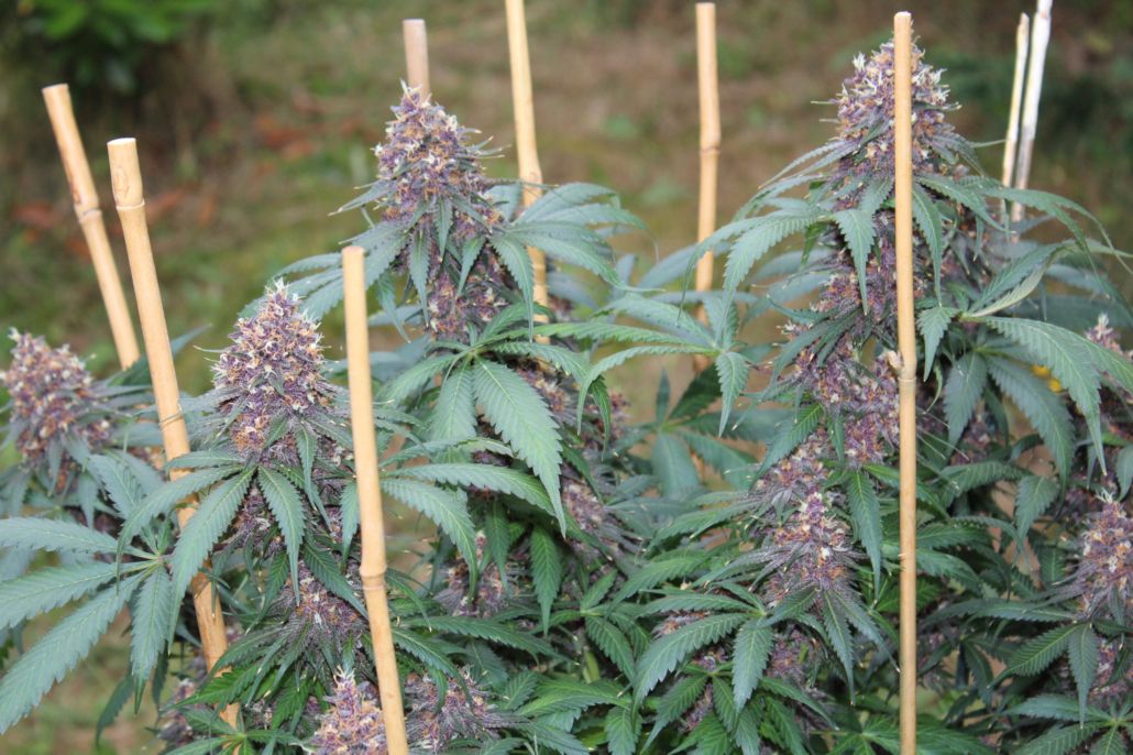 Gratisfaction - 12 Regular Seeds - Annunaki Genetics