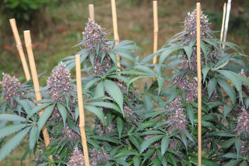 Gratisfaction - 12 Regular Seeds - Annunaki Genetics