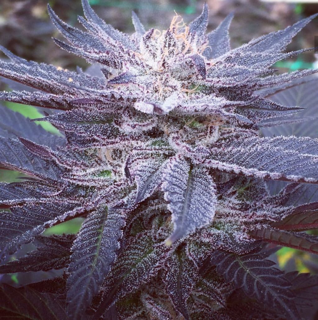 Vitamin CBD - 12 Feminized Seeds - Annunaki Genetics